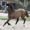 Welsh Cob - Valando als jaarling-3